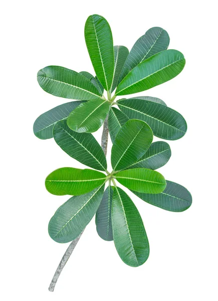 Ramo da folha verde frangipani isolado no fundo branco, para — Fotografia de Stock