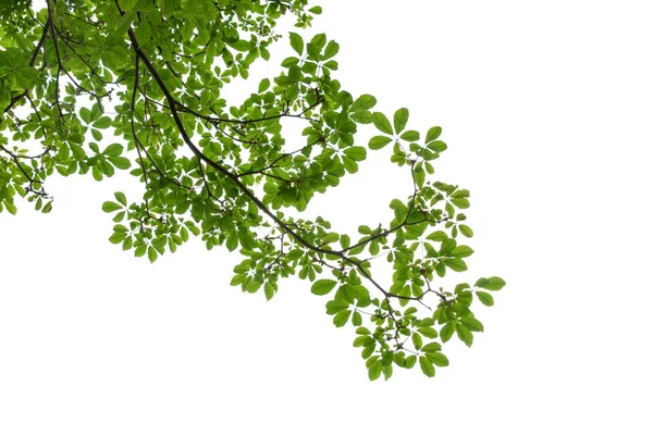 Gren av grönt blad isolerad på vit bakgrund med kopia spac — Stockfoto