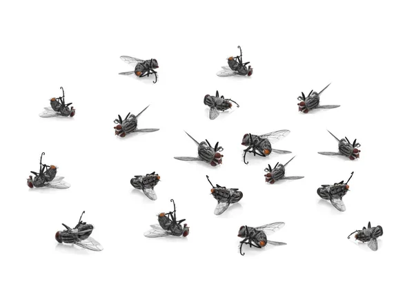 Many dead flies isolated on white background — Stock Photo, Image