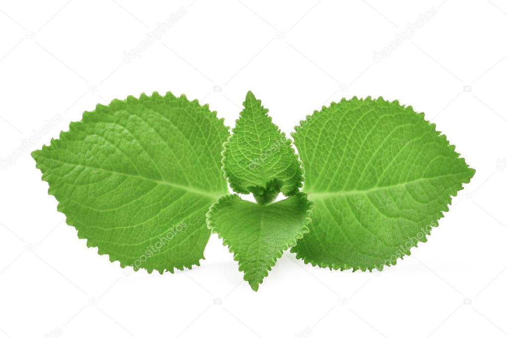 Green Leaves (Country Borage,Indian Borage,Coleus amboinicus Lou