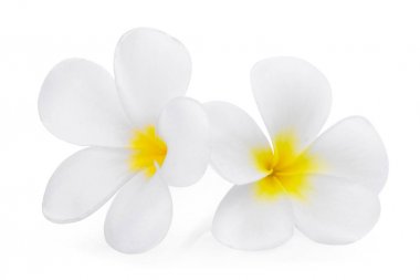 Beyaz arka plan üzerinde izole beyaz frangipani (plumeria) çiçek