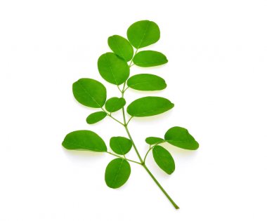 Yeşil moringa dalı bırakır, üzerinde beyaz izole tropikal otsular 