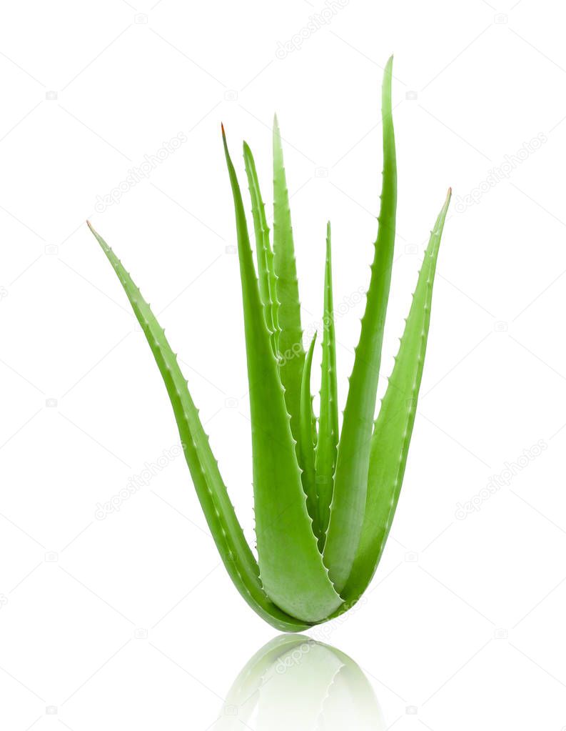 clump of green aloe vera plant isolated on white background