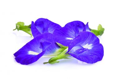 Kelebek bezelye, mavi bezelye, clitoria ternatea veya aparajita çiçek ISO