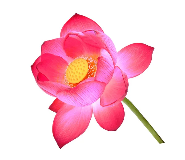 Lotus petal kwiat na białym tle — Zdjęcie stockowe