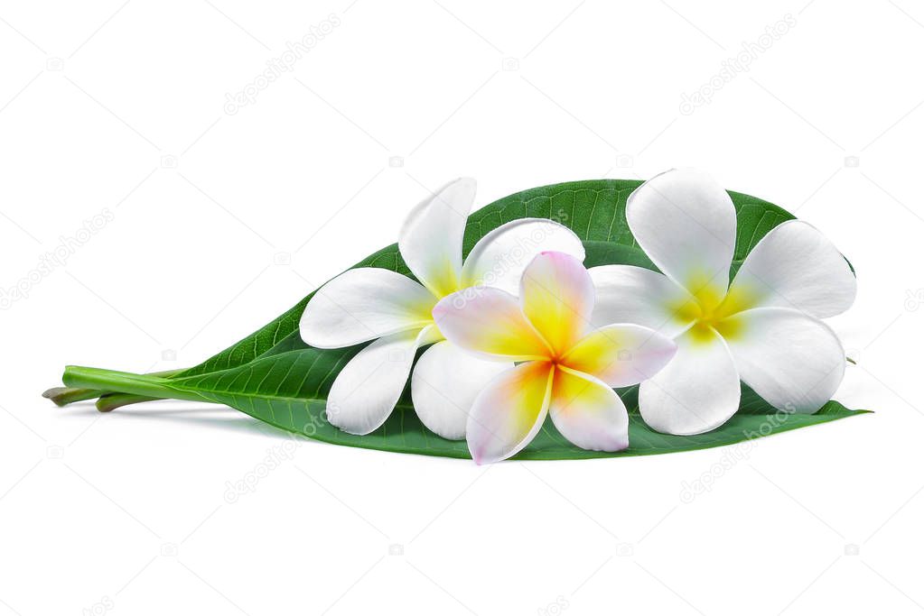 frangipani or plumeria (tropical flowers) with green leaves isol