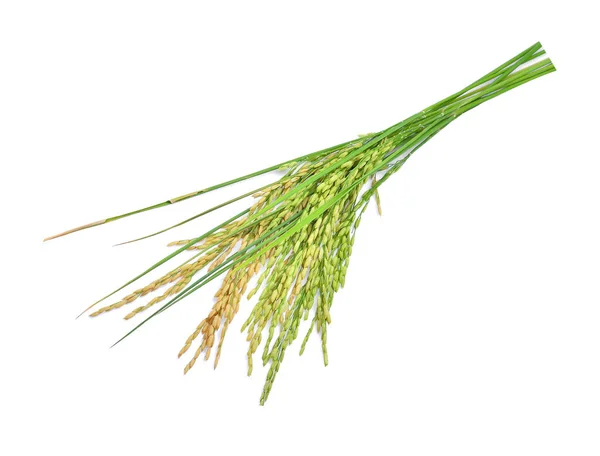 Groene padie rijst geïsoleerd op witte achtergrond — Stockfoto