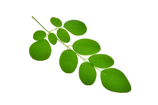Moringa listy, tropické byliny izolovaných na bílém pozadí — Stock fotografie
