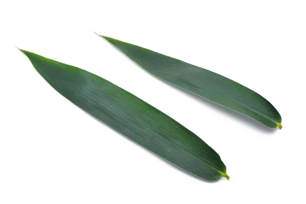 На белом фоне выделены два бамбуковых листа — стоковое фото
