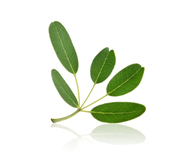 Hoja verde (Tabebuia aurea) árbol tropical aislado en la espalda blanca —  Fotos de Stock