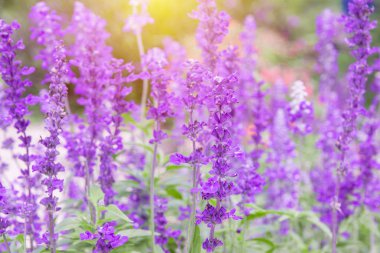 Mor alan çiçek arka (lavanta çiçeği) gün öğlen li