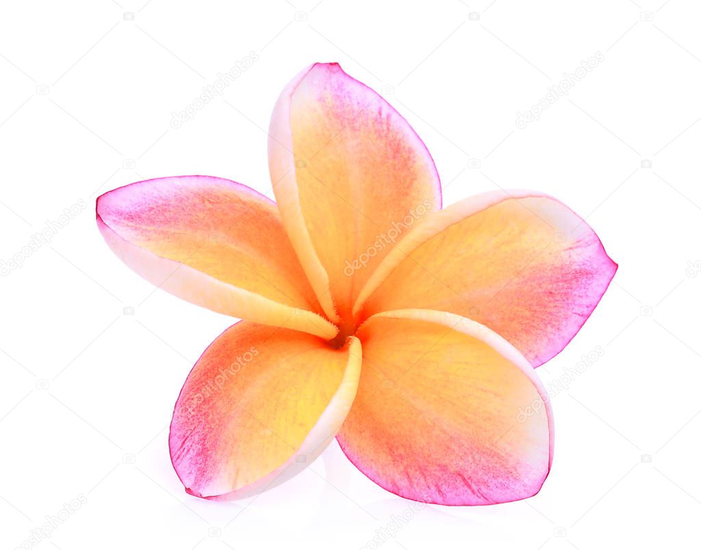orange frangipani or plumeria (tropical flowers) isolated on whi