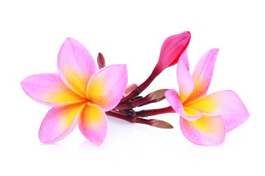 pembe frangipani veya plumeria (tropik çiçekler) damla su ile