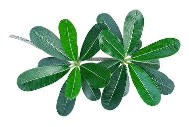 Beyaz arka plan üzerinde için izole yeşil frangipani yaprak dalı
