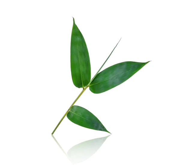 흰색 배경에 고립 된 그림자와 함께 녹색 대나무 잎 — 스톡 사진
