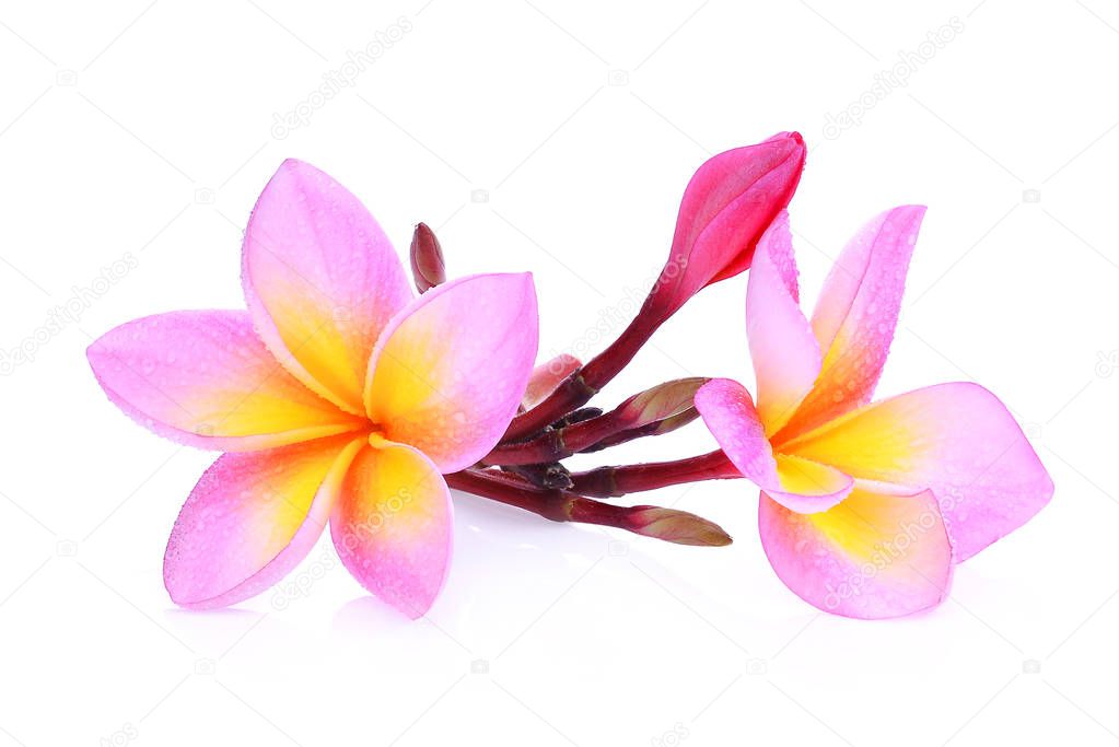 pink frangipani or plumeria (tropical flowers) with drop of wate