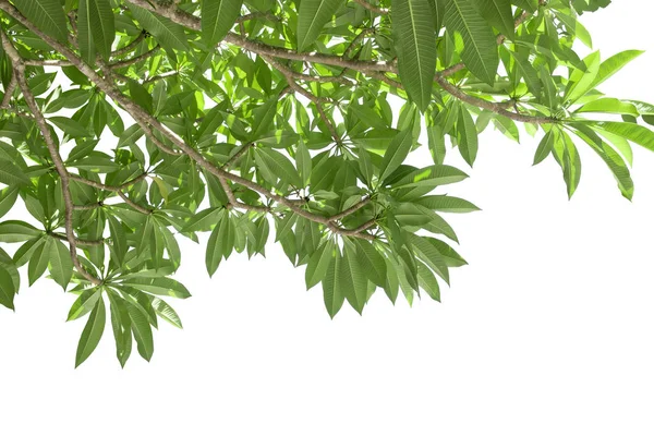 Ramo da folha verde frangipani isolado no fundo branco, un — Fotografia de Stock
