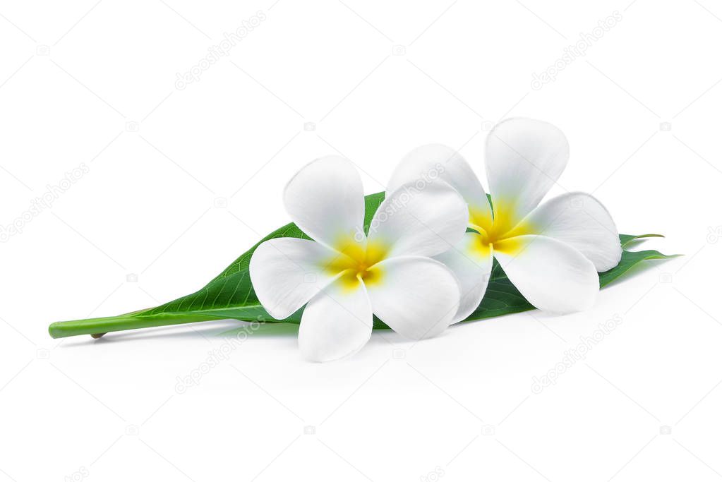 white frangipani or plumeria (tropical flowers) with green leave