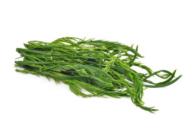 yeşil yaprakları, senegalia pennata veya veya beyaz b izole cha om