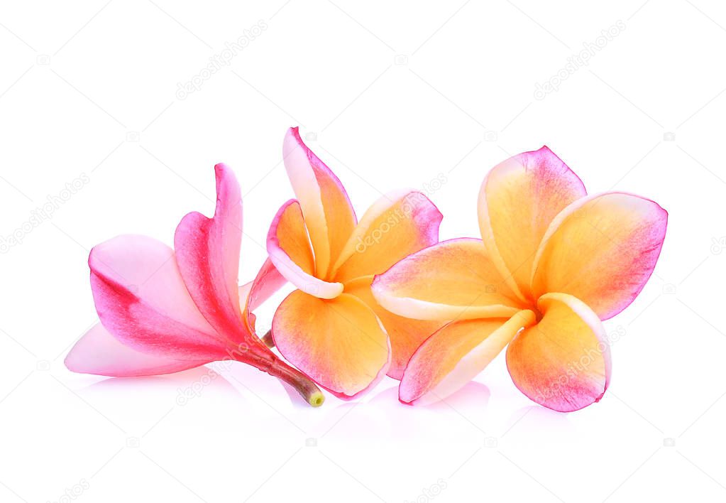 pink frangipani or plumeria (tropical flowers) isolated on white