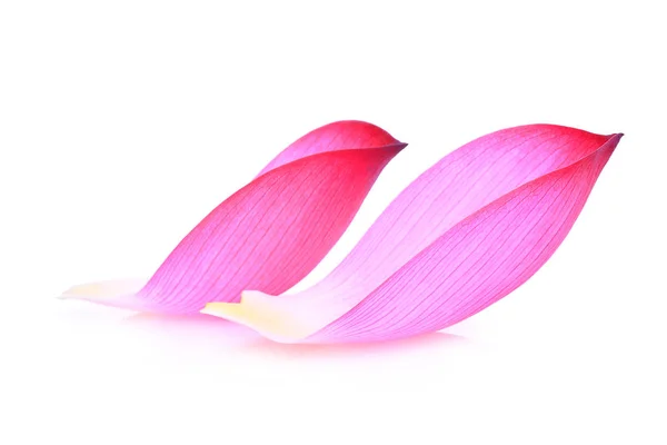 Primer plano de pétalo de loto rosa aislado sobre fondo blanco —  Fotos de Stock