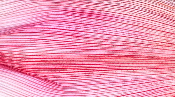 Close up of pink corn husk for abstract or any background — Stock Photo, Image