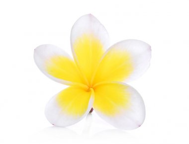 Beyaz arka plan üzerinde izole beyaz frangipani (plumeria) çiçek