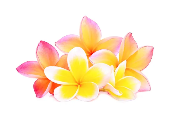 Pink frangipani or plumeria (tropical flowers) isolated on white — Stock Photo, Image