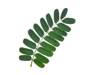 Beyaz arka plan üzerinde izole demirhindi yaprak