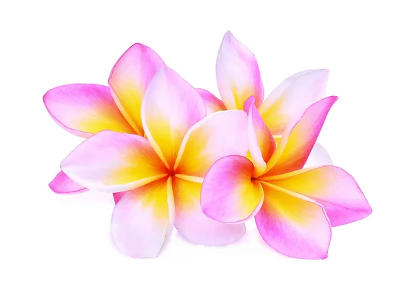 Różowy frangipani lub plumeria (tropikalne kwiaty) na białym tle — Zdjęcie stockowe