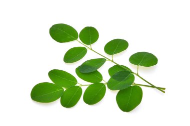 Yeşil moringa yaprakları dalları, beyaz arka planda izole tropikal otlar.