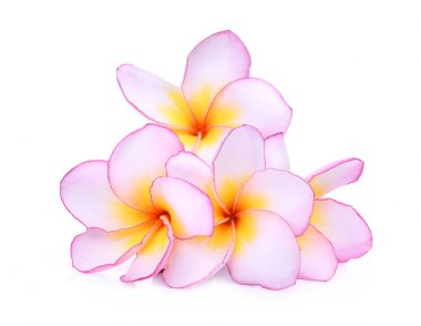 pembe frangipani veya beyaz izole plumeria (tropikal çiçek)