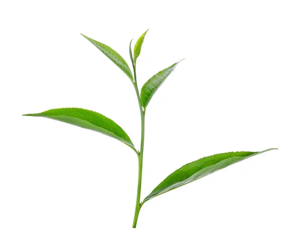 白色背景上的绿茶叶 ilsolated — 图库照片