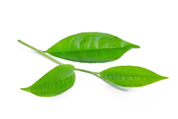 Folha de chá verde ilsolado no fundo branco — Fotografia de Stock