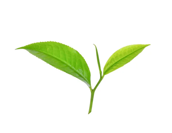 Зеленый чайный лист на белом фоне — стоковое фото