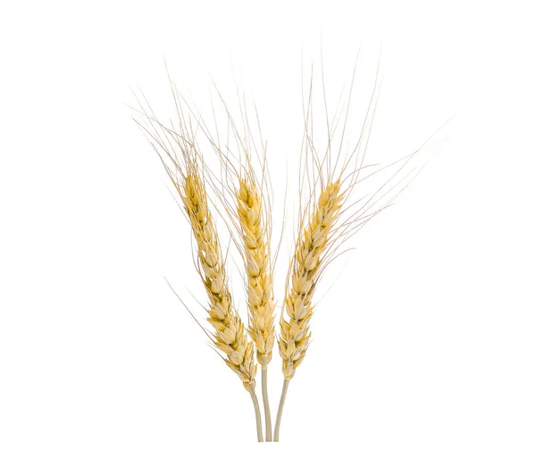 白色背景上孤立的小麦燕麦耳朵 — 图库照片