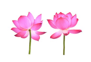 Beyaz arka plan üzerinde izole pembe lotus petal çiçek