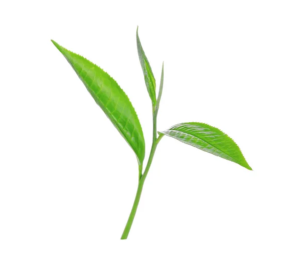 Folha de chá verde ilsolado no fundo branco — Fotografia de Stock