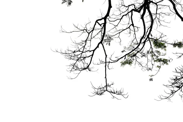 Silhouette d'un arbre sans feuilles avec espace de copie isolé sur blanc — Photo