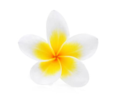 Beyaz arka plan üzerinde izole beyaz frangipani (plumeria) çiçek