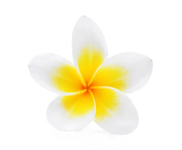 Kwiat biały frangipani (plumeria) na białym tle — Zdjęcie stockowe
