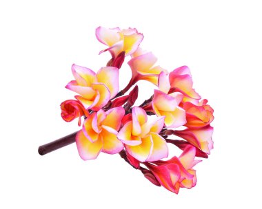 pembe frangipani veya beyaz izole plumeria (tropikal çiçek)