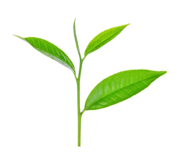 Hoja de té verde ilsolated sobre fondo blanco — Foto de Stock