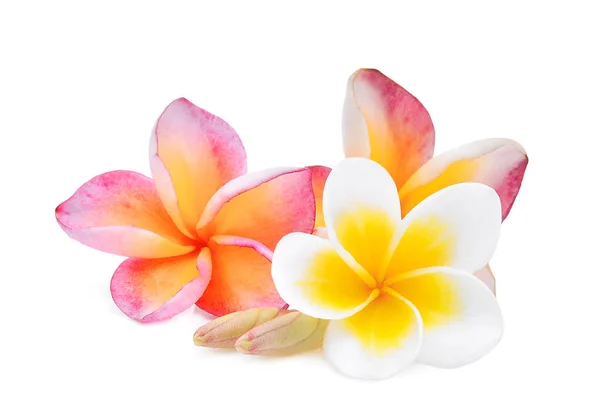 Fleur de frangipani (plumeria) blanche et rose isolée sur ba blanc — Photo