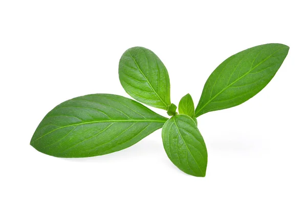 Plevel zelené listy izolované na bílém pozadí — Stock fotografie
