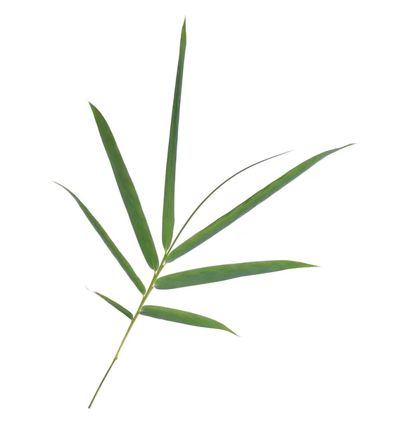 Ветви зеленых листьев бамбука изолированы на белом фоне — стоковое фото