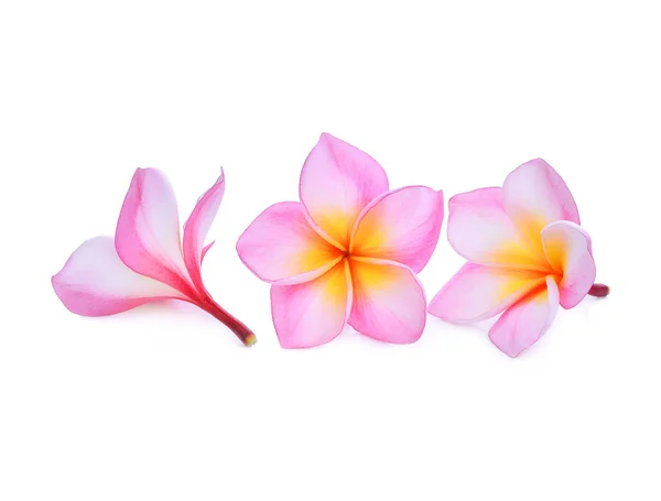 Frangipani rosado o plumeria (flores tropicales) aislados en blanco —  Fotos de Stock