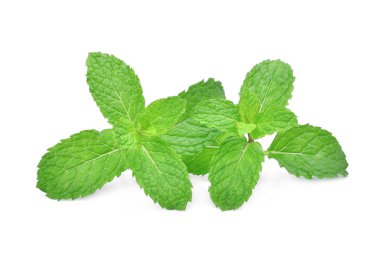 Beyaz arkaplanda izole edilmiş taze nane yaprağı