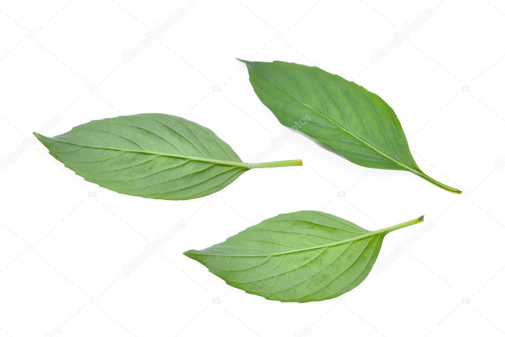 emon or hairy basil green leaf isolated on white backbround, tha