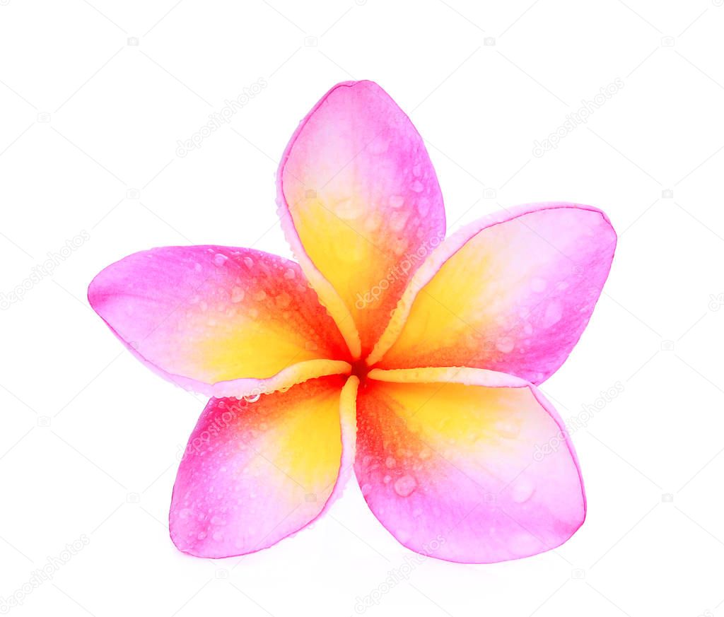 single pink frangipani (plumeria) tropical flower with water dro